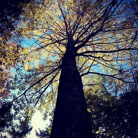 Çiftlik konaklama Berggasthof Baumannwieskopfl *
